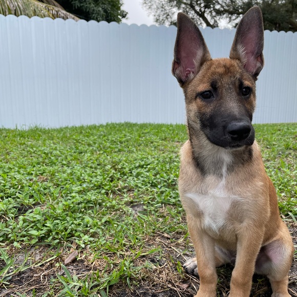 Meet your Posher, Robert - Picture 1 of 1